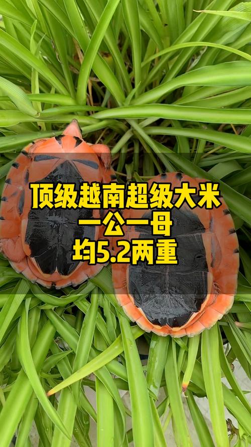 专业饲养繁殖，旅行分享摄影交流（国外观赏龟论坛网址）