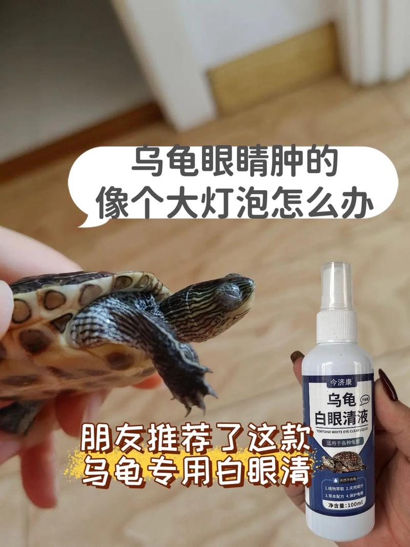 东锦龟眼肿原因多，诊断治疗需综合（东锦龟的眼睛皮上浮肿）