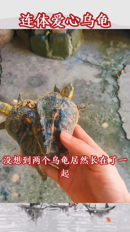 乌龟或存乐观悲观，英国已承认动物感知能力（乌龟真的有感情吗）