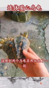 乌龟或存乐观悲观，英国已承认动物感知能力（乌龟真的有感情吗）