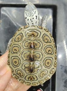 北卡德州红木，各具特色（乌龟钻纹品种的图片）