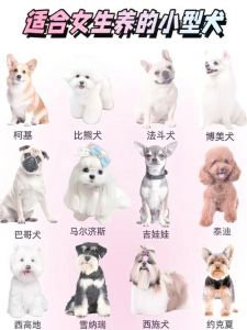 选对品种巧照顾（小体宠物狗品种）