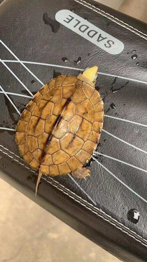 五万起步，堪比汽车！（最贵的乌龟是什么乌龟）