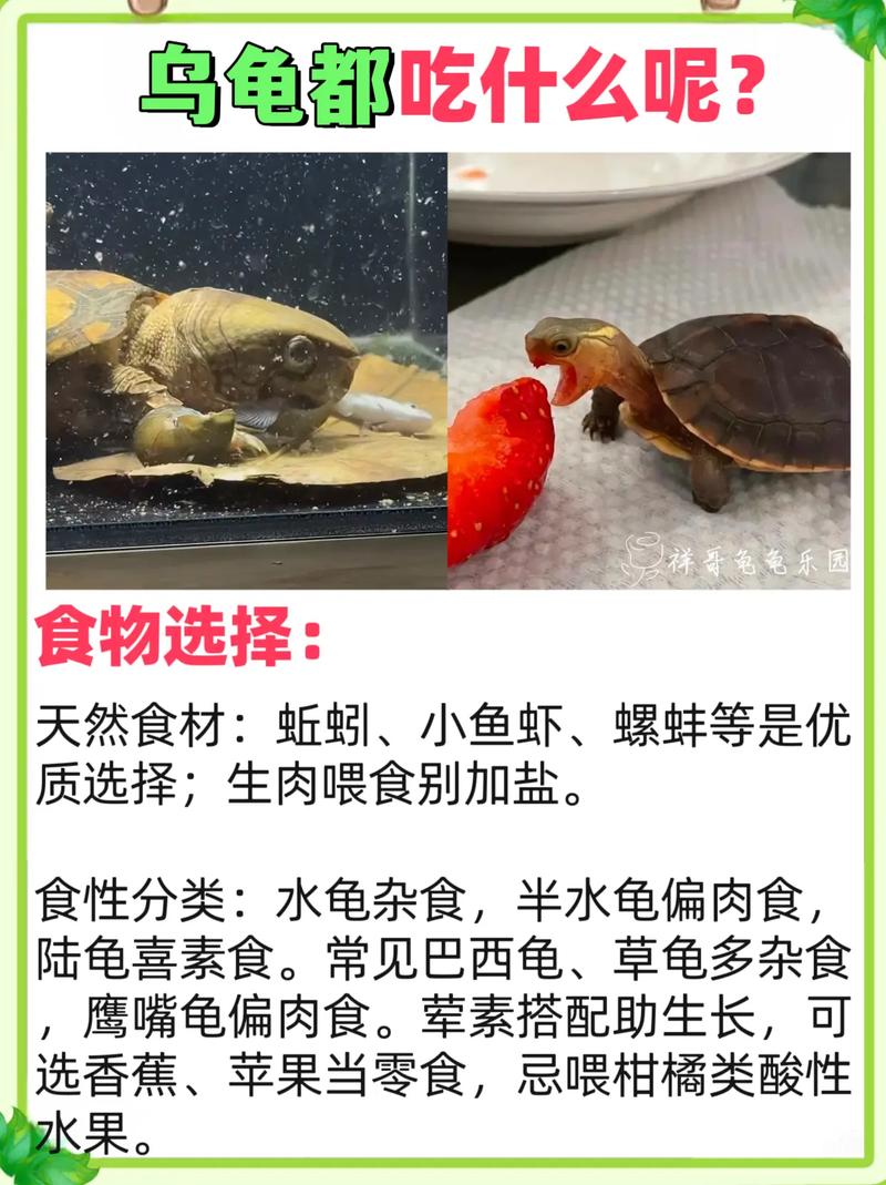 小龟杂食好养，龟粮蔬菜肉食巧搭配（小龟吃什么食物最好吃）