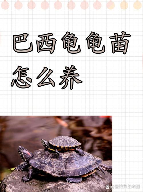 巴西龟好养吗？饮食水温环境要注意啥？（巴西龟红耳龟饲养方法）