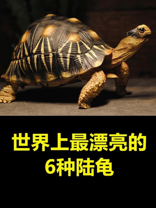 象龟安哥洛卡缅甸辐射红腿陆龟介绍（常见陆龟品种和图片）