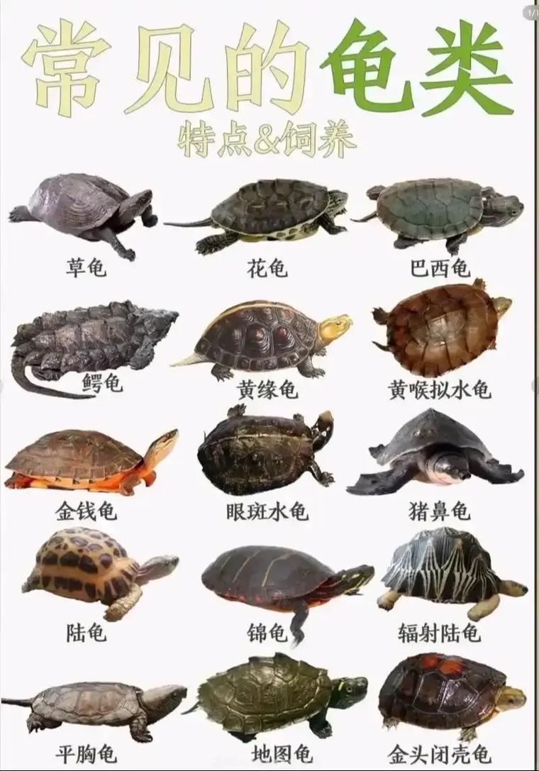 斑点龟便少净水好，温顺易养新手选，需好水质勿混养（哪些宠物龟拉屎少）