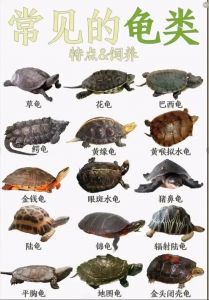 斑点龟便少净水好，温顺易养新手选，需好水质勿混养（哪些宠物龟拉屎少）