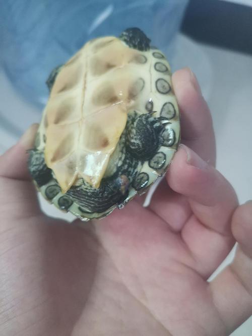 龟尾断了咋办？（乌龟尾巴断了怎么办）