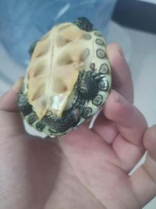 龟尾断了咋办？（乌龟尾巴断了怎么办）