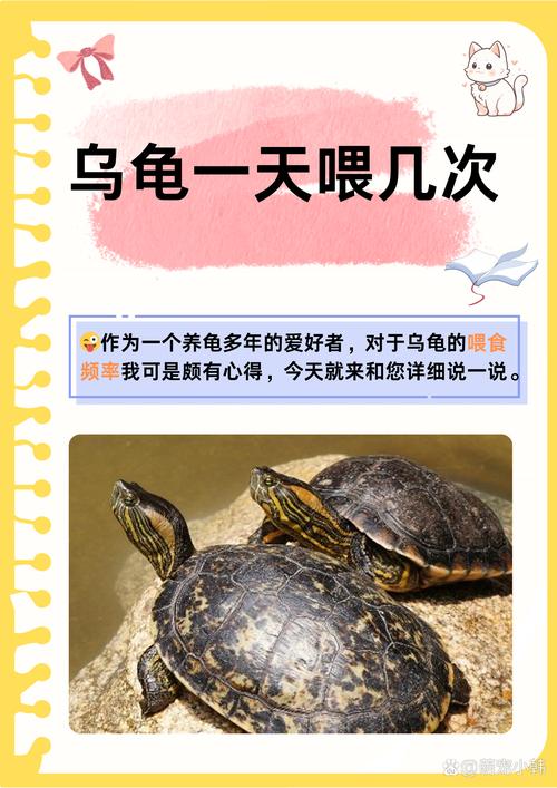 乌龟情感简单，养龟需科学关爱（乌龟真的没感情吗）