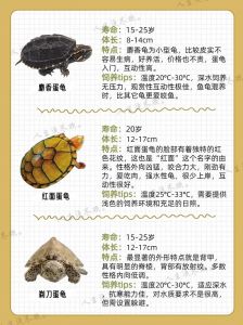 环境要求与品种选择（深水龟大全）