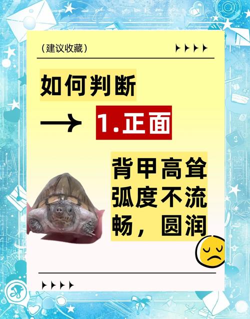 剃刀龟公母如何分？看体型尾巴泄殖孔！（剃刀龟怎么分公母图解）