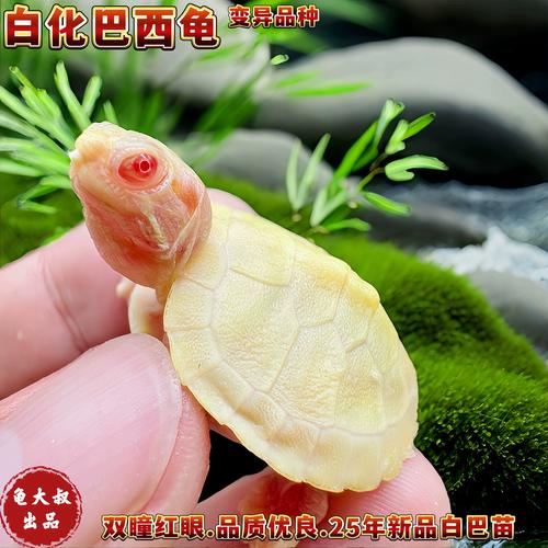 陆龟水龟半水龟怎么选？（宠物龟有哪些品种）