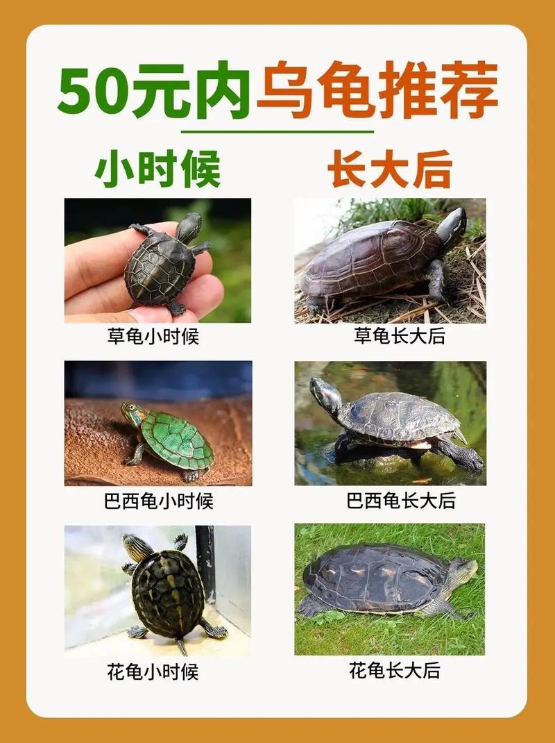 8种温顺亲人乌龟品种推荐（哪一个品种的小乌龟最通人性）