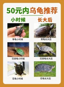 8种温顺亲人乌龟品种推荐（哪一个品种的小乌龟最通人性）