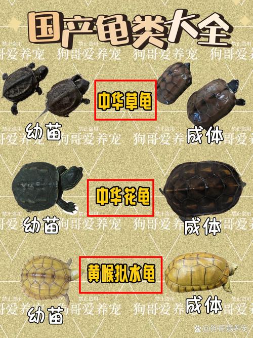 折背欧洲象龟星龟等，各有特色（陆地龟品种大全图解）