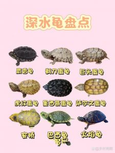 深水龟品种多好养，新手也能轻松养（深水龟有哪些品种）