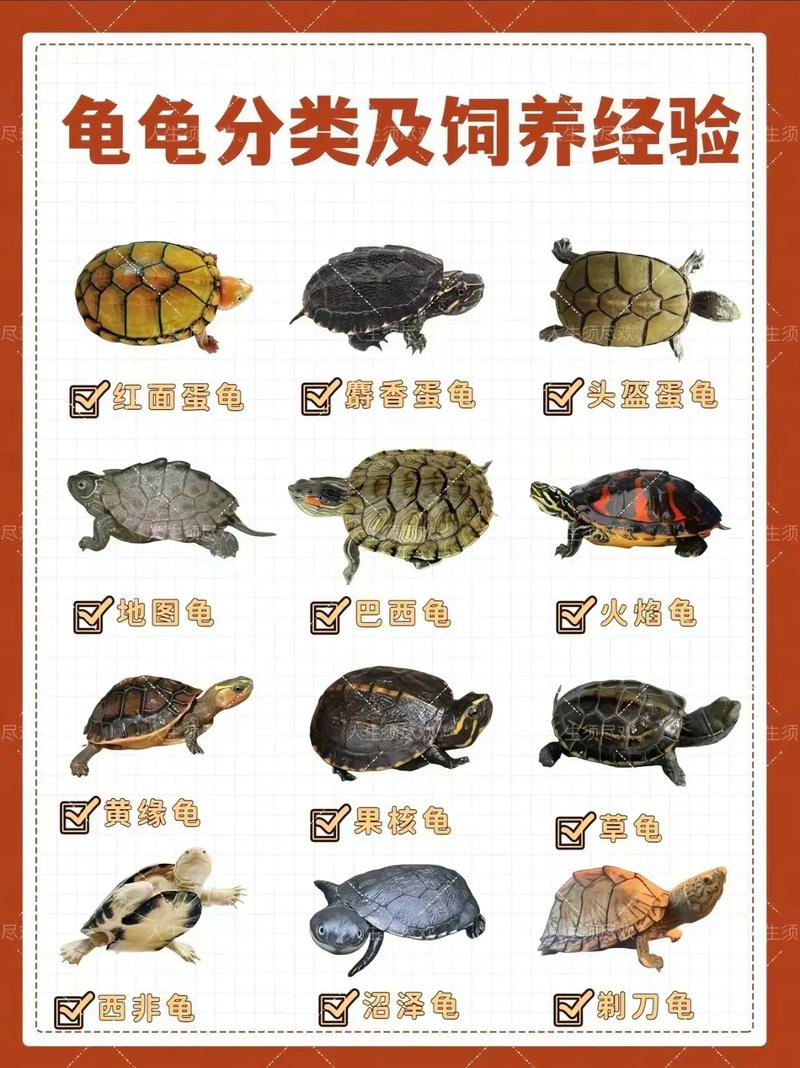 巴西龟金钱龟辐射龟等龟种介绍（宠物龟种类大全图解）