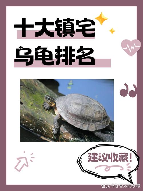 十种热门乌龟，各有特色！（最好看乌龟十大排名）