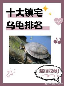 草龟巴西龟黄头侧颈龟地图龟锦龟怎么选？（最好看的乌龟排名）