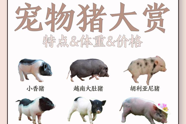 养宠物猪要注意空间食物和健康！（宠物猪都有什么品种）