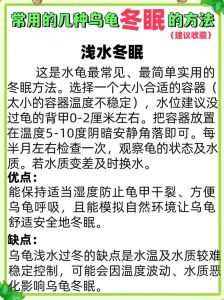 乌龟冬眠要注意，备好环境勤检查（冬季养小乌龟的方法）