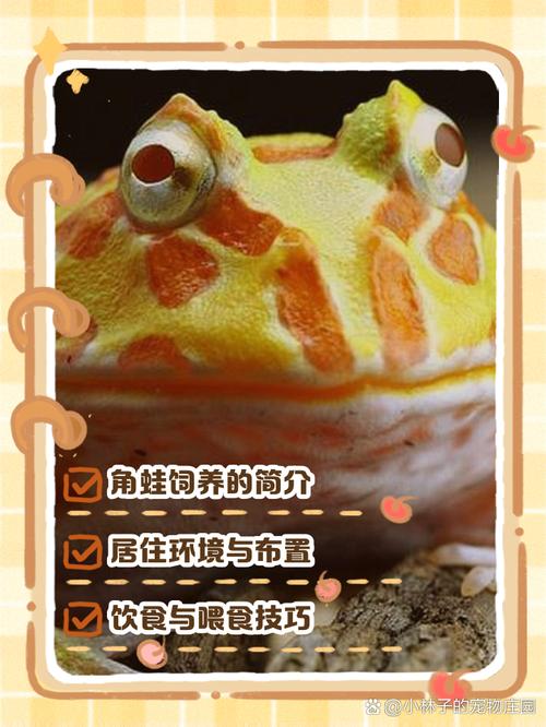 选对宠物蛙，环境食育要注意！（宠物蛙怎么养）