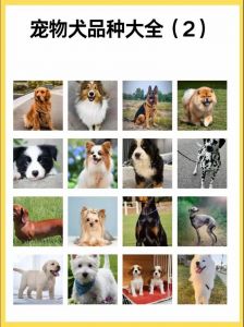 选犬种看性格健康，家庭生活正合适（宠物狗的品种有哪些）