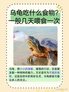 乌龟杂食好养，水陆环境要配齐，喂食晒背很重要！（乌龟吃什么食物）