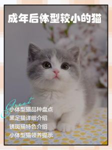 微型猫咪品种多，选哪个好？（体型最小的宠物猫）