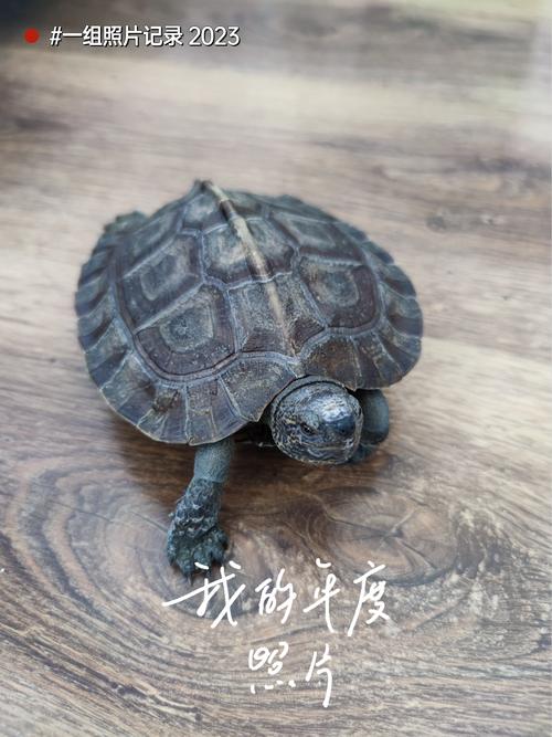 亚洲巨龟价格悬殊，珍稀品种价值连城，保护与繁育刻不容缓！（亚洲巨龟多少一只）