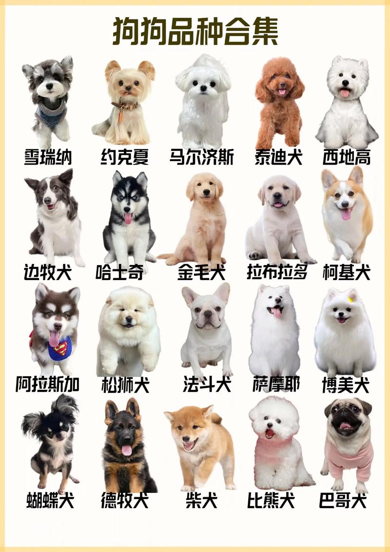 多种宠物狗品种介绍及选择指南（宠物狗品种有哪些）