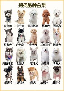 多种宠物狗品种介绍及选择指南（宠物狗品种有哪些）