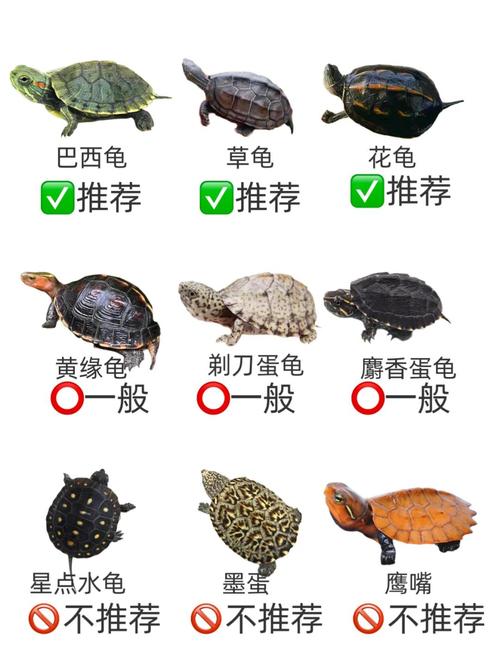乌龟寿命长吗？养龟技巧分享（平均年龄最大的乌龟是哪个品种）