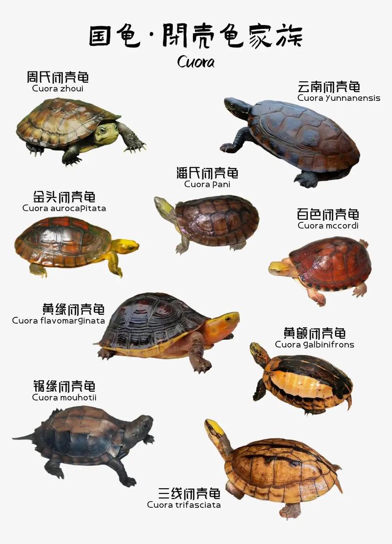 名贵稀有乌龟品种介绍（10大名贵乌龟图片）