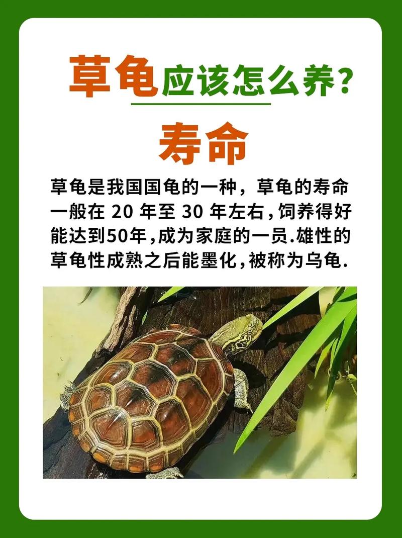 老怕家养乌龟？寓意难风水也忌！（为什么老人说家里不能养乌龟）