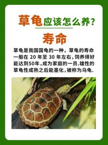 老怕家养乌龟？寓意难风水也忌！（为什么老人说家里不能养乌龟）