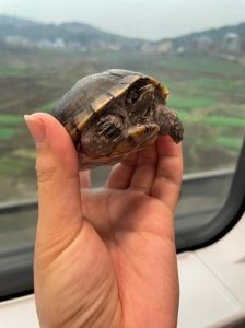 高铁带龟需托运办证明，注意携带物品安全规定（高铁可以带宠物龟吗）