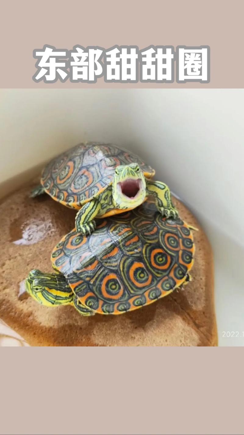 巴西龟好养，金钱龟珍稀，猪鼻龟受威胁（巴西龟品种大全大图）