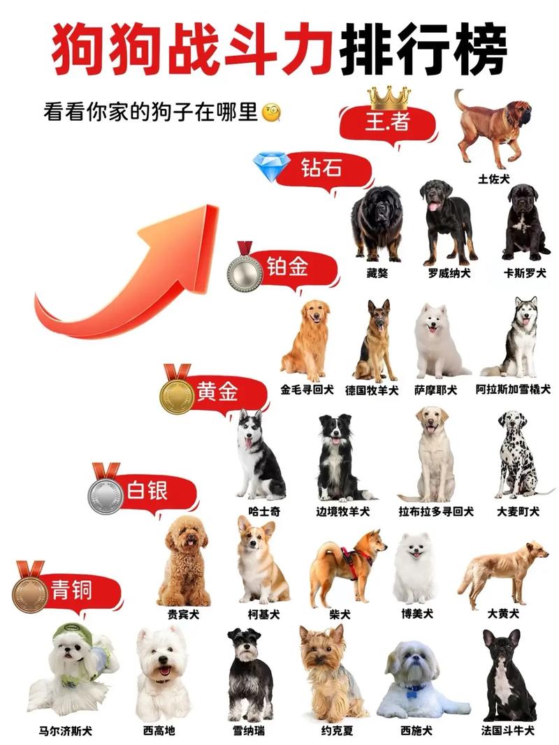 比特犬土佐犬等猛犬介绍及养犬责任（喜欢打架的宠物品种）