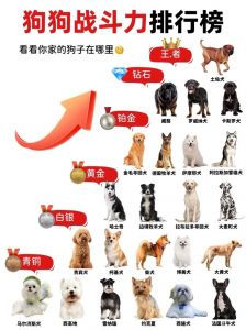 比特犬土佐犬等猛犬介绍及养犬责任（喜欢打架的宠物品种）