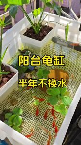 养龟简单陪伴长，选对品种备好家（家里养乌龟好不好）