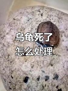 乌龟或可复苏？如何判断生死并妥善处理遗体（乌龟死了1天 能救活吗）