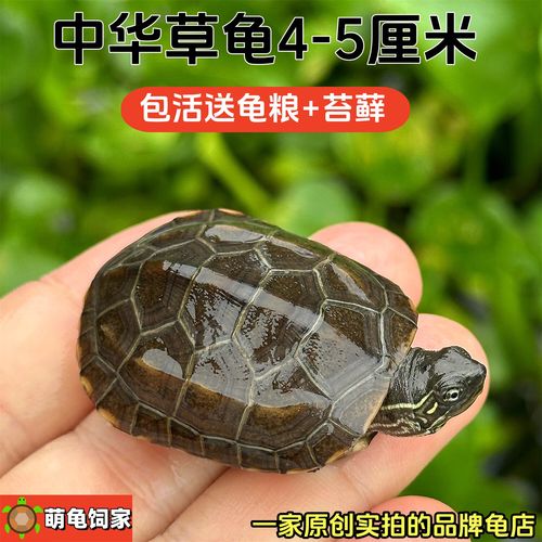 巴西龟草龟小鳄龟饲养全知道（50元以内的乌龟）