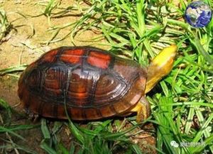 三线闭壳龟价格波动大，价格从2万到十多万不等（三线闭壳龟多少钱一只）