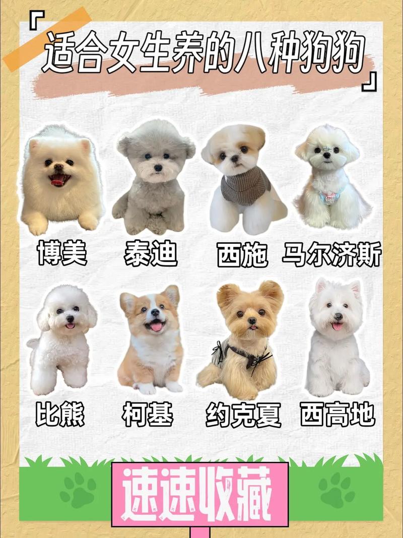 法斗拉布拉多柯基等优缺点（宠物狗什么品种最火）