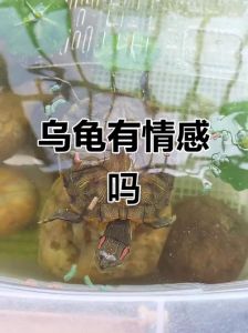 大龟省心，幼龟有趣，别纠结它懂不懂爱（乌龟对人有感情吗）