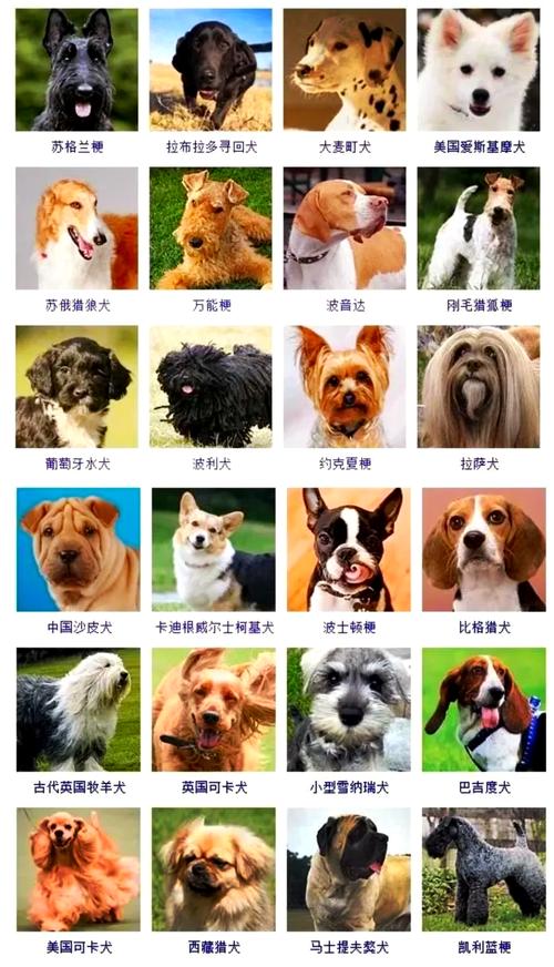 狗猫特点与养护须知（宠物狗都有什么品种）