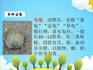维护生态平衡（讲宠物龟的ppt）